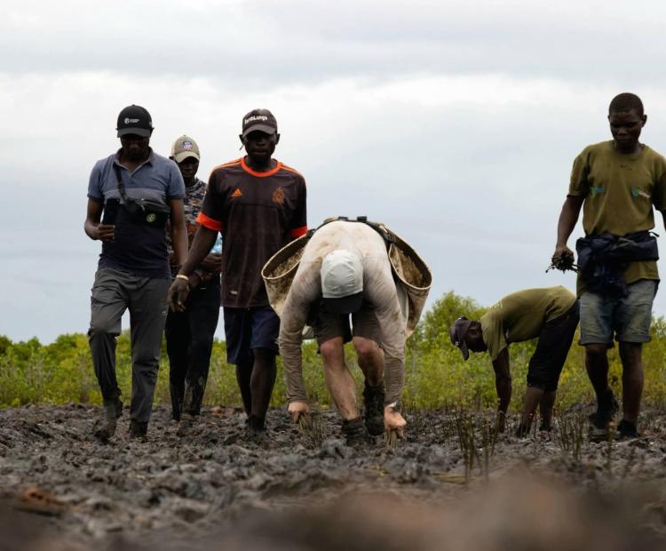 Enviroment champion, Antoine Moses planting mangrove seedlings at Mirarani restoration site in Tudor Creek, Mombasa county. 